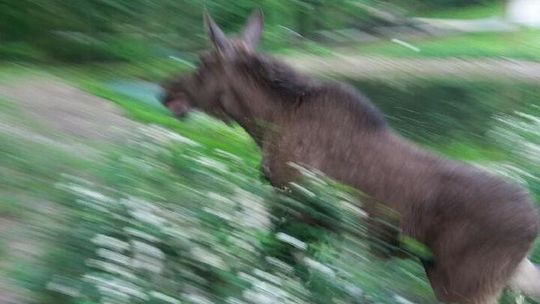 Łoś w Ogrodzie Saskim