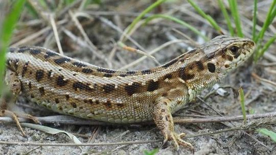 Żółwie w Poleskim Parku Narodowym