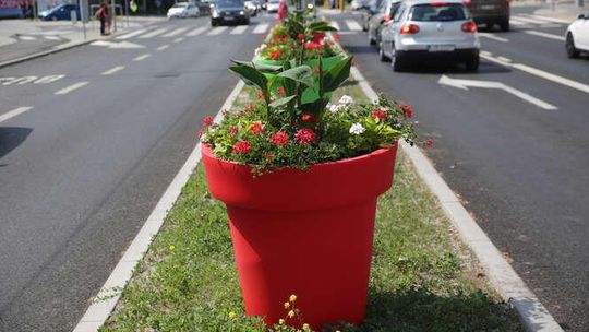 Kwiaty w centrum Lublina