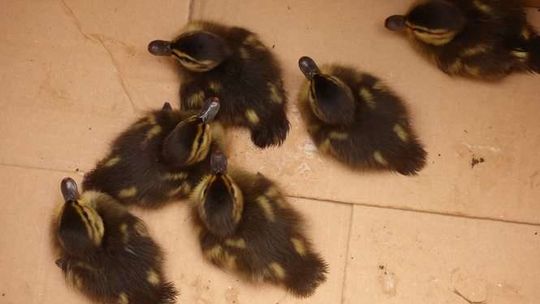 Straż Miejska uratowała kaczki