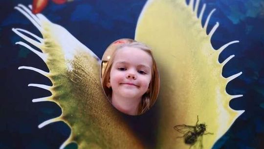 Rośliny Owadożerne w Tarasach Zamkowych 