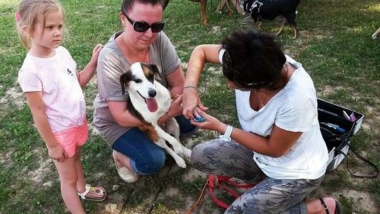 Piknik kynologiczny na psim wybiegu na Czechowie