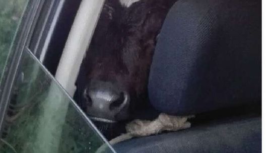 Cielak w samochodzie