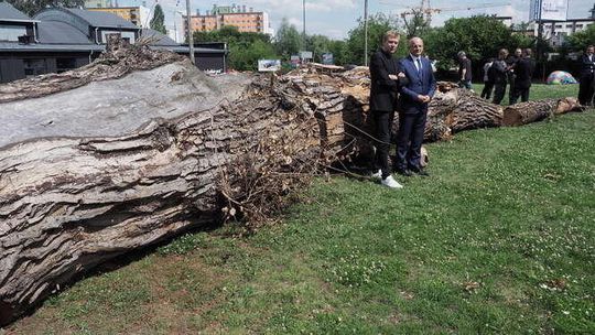 Baobab pod Galerią Labirynt