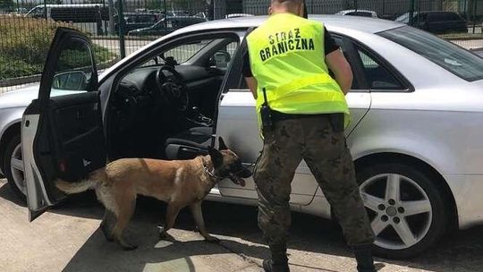 Pies wywęszył narkotyki w samochodzie