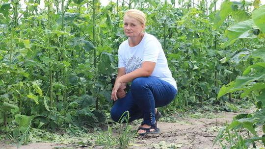 Straty po nawałnicy w gminie Końskowola