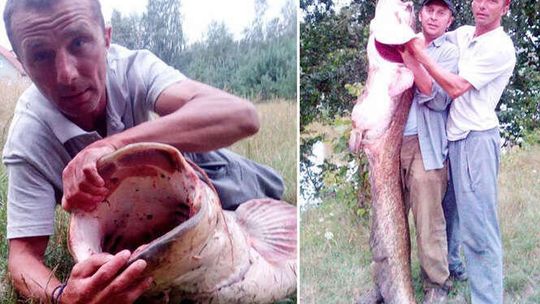 Gigantyczny sum złowiony w Bugu