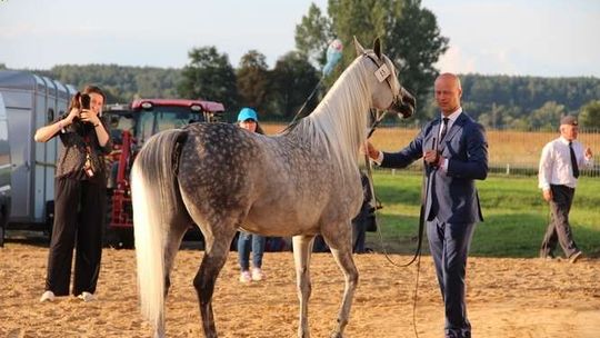 Aukcja Pride Of Poland w Janowie Podlaskim