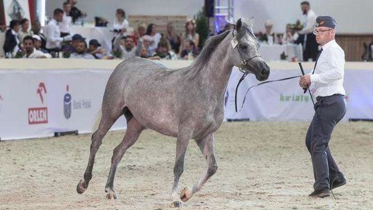 Aukcja Pride of Poland