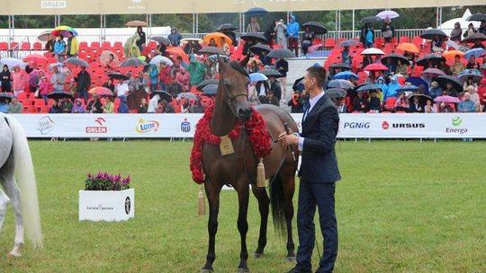Pogrom czempionem Polski i najlepszym koniem pokazu w Janowie Podlaskim