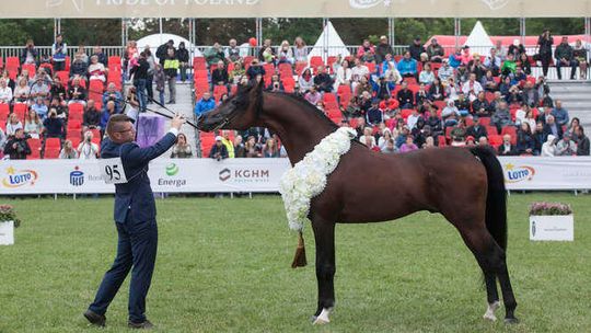 Święto Konia Arabskiego w Janowie Podlaskim