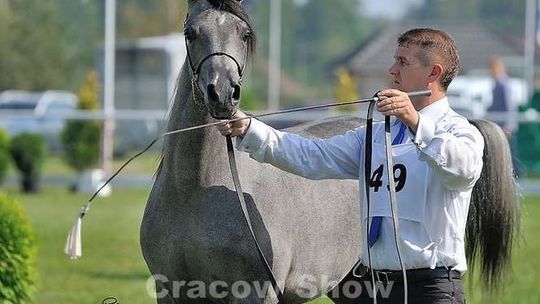 Cracow Arabian Horse Show & Auction