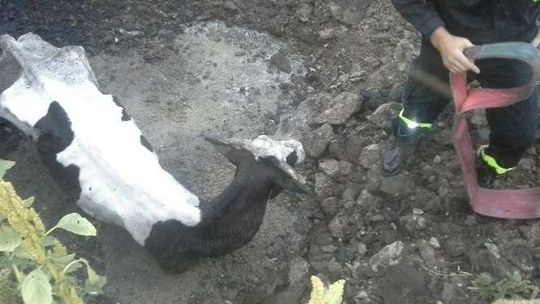 Strażacy uratowali krowę. Ale też odkryli, jak traktowane są inne zwierzęta