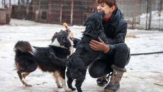 Zdzisio, Bolek i Smykunia. Przygarnij i zmień ich los