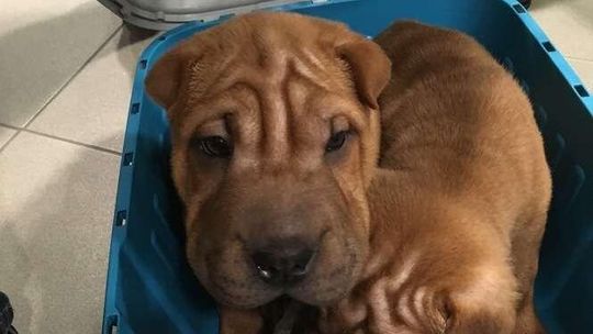 Przemyt szczeniaków w pociągu