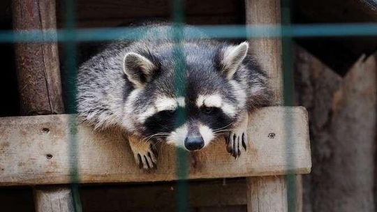 Zwierzęta w mini zoo