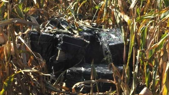 Papierosy ukryte w polu kukurydzy