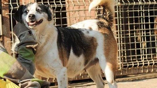 Psy z Krzesimowa szukające nowego domu: Łatka, Baby, Orlen, Pin i Pinka