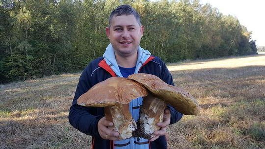 Wysyp grzybów w lasach Wysyp grzybów w lasach