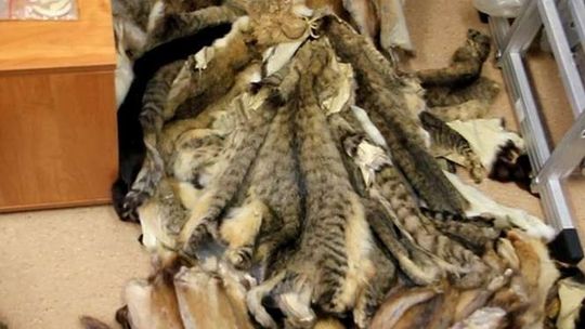 Kocie skóry i nielegalny arsenał u 54-latka