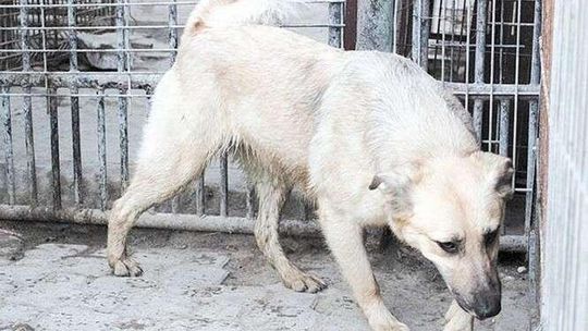 Psy ze schroniska w Krzesimowie