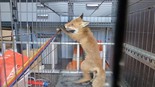 Straż Miejska na pomoc zwierzętom