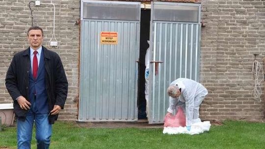 Maciory i prosięta. Utylizacja zdrowych świń we wsi Rudniki