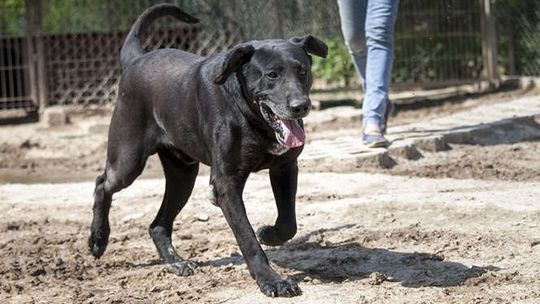 Psy do adopcji z Krzesimowa