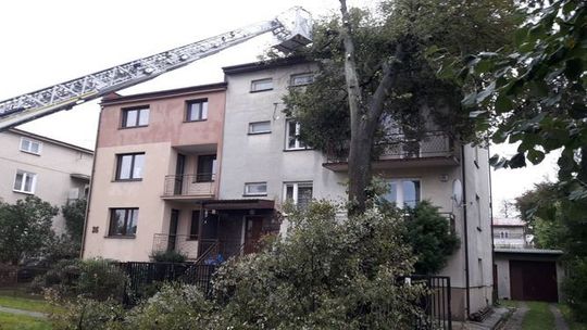 Orkan Ksawery. Połamane drzewa w Lubelskiem