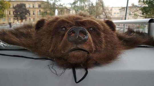 Wypchane zwierzęta odebrane przemytnikom