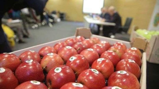 Jabłko Lubelskie - LubApple Jabłko Lubelskie - LubApple