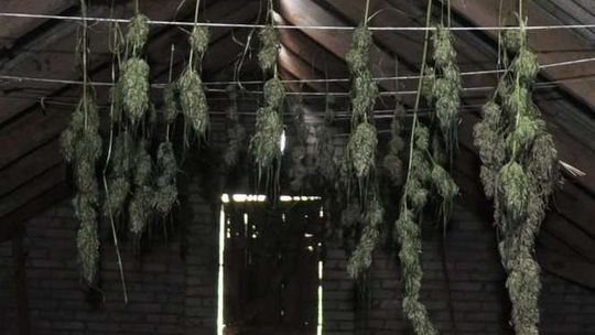 Plantacja marihuany w oborze