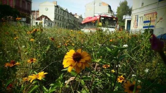 Łąka przy ul. Bernardyńskiej