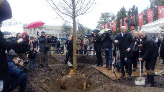 Nowy Baobab na placu Litewskim w Lublinie