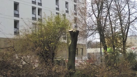 Wycinka drzew przy ul. Łabędziej 