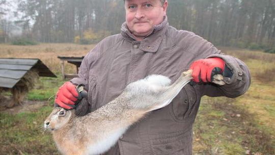 Zające trafiły do wolier