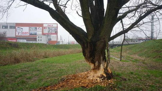 Bobry nad Bystrzycą nocą