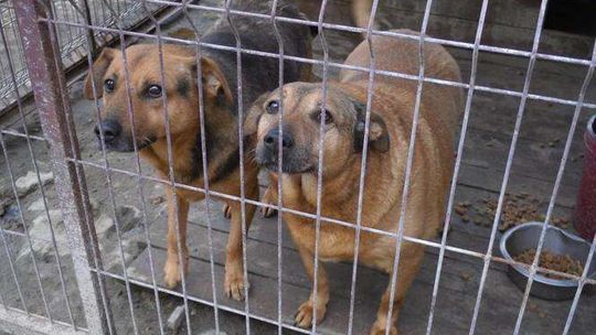 Psy z Krzesimowa czekają na nowy dom Psy z Krzesimowa czekają na nowy dom