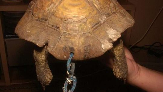 Zwierzęta okaleczone przez ludzi