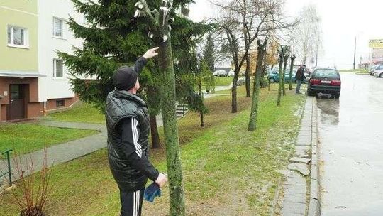 Przycinka drzew przy ul. Medalionów