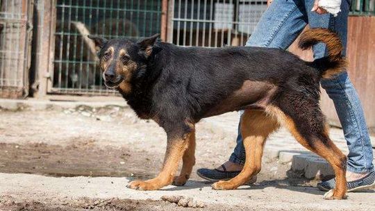 Psy do adopcji ze schroniska w Krzesimowie