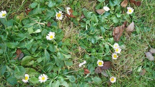 Zima czy wiosna? Kwiatki w Lublinie