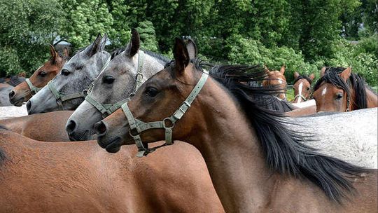 VI Ogólnopolski Konkurs Fotograficzny Lubelskie. Smakuj życie