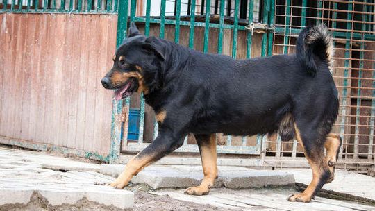 Psy z Krzesimowa do adopcji: Amor, Piotrek i Mira