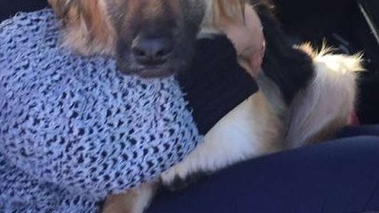 Ukradł karmiącą suczkę