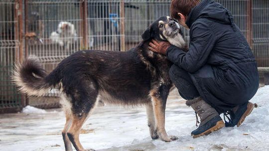 Psy do adopcji ze schroniska w Krzesimowie: WIR, WIRKA I, WIRKA II i GUFI Psy do adopcji ze schroniska w Krzesimowie: WIR, WIRKA I, WIRKA II i GUFI