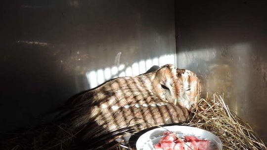 Dzikie zwierzęta na państwowym wikcie