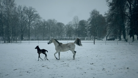 Pierwsze w tym sezonie źrebięta w janowskiej stadninie