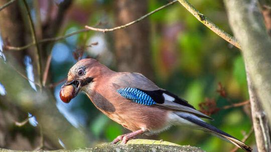 Nazwa Piękno przyrody w obiektywie lubelskich fotografów Nazwa Piękno przyrody w obiektywie lubelskich fotografów