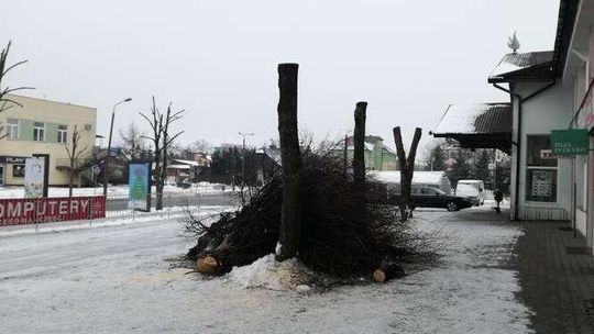 Włodawa: Z drzew zrobili kikuty, bo zakłócały TV
